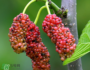 桑葚什么時候結(jié)果？桑葚幾年結(jié)果？
