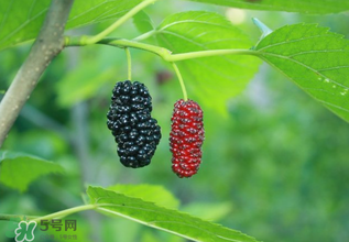 桑葚什么時候結(jié)果？桑葚幾年結(jié)果？