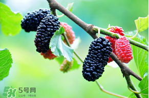 哪些人不能吃桑葚？桑葚什么人不能吃？