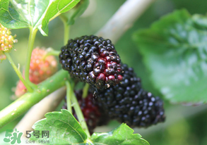 哪些人不能吃桑葚？桑葚什么人不能吃？