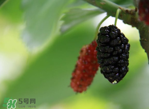 哪些人不能吃桑葚？桑葚什么人不能吃？