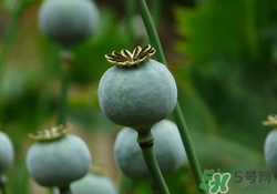 罌粟苗能當(dāng)菜吃嗎？罌粟苗可以當(dāng)菜吃嗎？