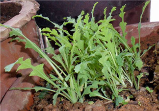 罌粟苗能當(dāng)菜吃嗎？罌粟苗可以當(dāng)菜吃嗎？