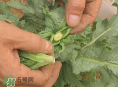大煙苗能吃嗎？大煙苗能生吃嗎？