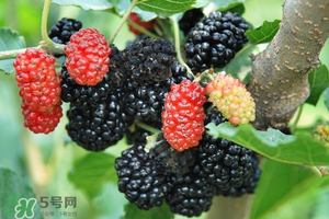 桑葚酸嗎？桑葚為什么酸？
