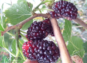 桑葚發(fā)霉了還能吃嗎？桑葚發(fā)霉了還能泡酒嗎？