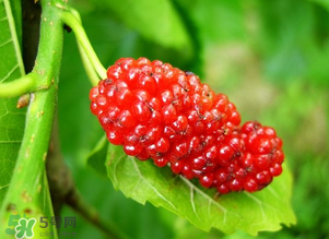桑葚變紅了可以吃嗎？桑葚發(fā)紅可以吃嗎？