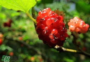桑葚變紅了可以吃嗎？桑葚發(fā)紅可以吃嗎？