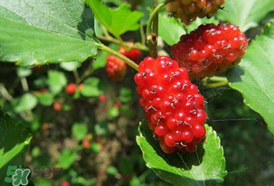 桑葚變紅了可以吃嗎？桑葚發(fā)紅可以吃嗎？