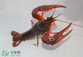 四月份能釣龍蝦嗎？4月份能釣龍蝦嗎？