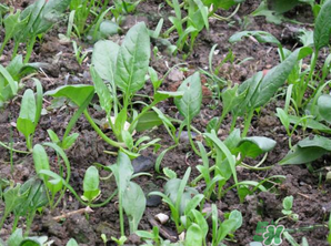 4月份可以種菠菜嗎？菠菜幾月份種？