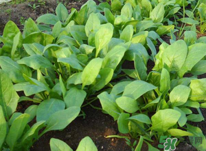 4月份可以種菠菜嗎？菠菜幾月份種？