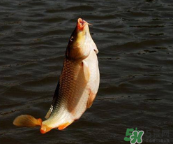 四月份可以釣鯉魚嗎？四月份怎么釣鯉魚？