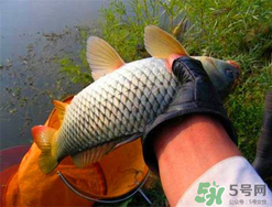 四月份可以釣鯉魚嗎？四月份怎么釣鯉魚？