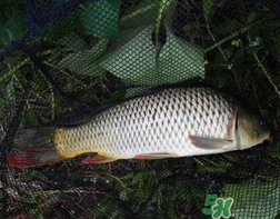四月份可以釣鯉魚嗎？四月份怎么釣鯉魚？