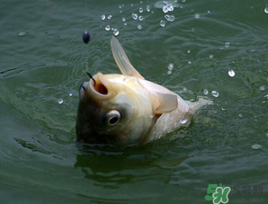 四月份能釣魚嗎？四月份釣什么魚？