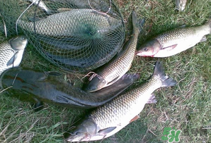 四月份能釣魚嗎？四月份釣什么魚？