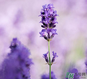 4月份有薰衣草嗎？四月份薰衣草開了嗎？