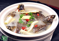 懷孕初期能吃甲魚嗎？懷孕初期可以吃甲魚嗎？