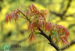 香椿多少錢一斤？香椿芽多少錢一斤2017？