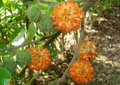 構(gòu)樹花孕婦能吃嗎？構(gòu)樹花孕婦可以吃嗎？