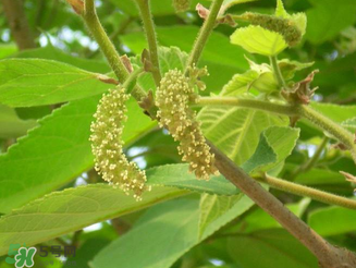 構(gòu)樹花孕婦能吃嗎？構(gòu)樹花孕婦可以吃嗎？
