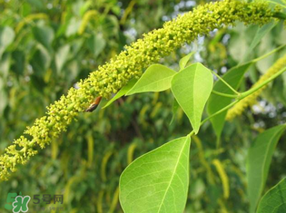 構(gòu)樹穗孕婦能吃嗎？孕婦能吃構(gòu)樹穗嗎？