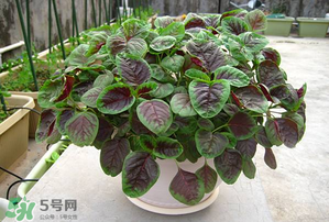 孕婦能吃莧菜嗎？孕婦可以吃莧菜嗎？