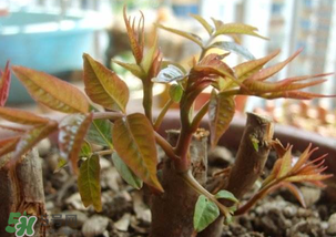 香椿什么時候發(fā)芽？香椿什么時候采摘？