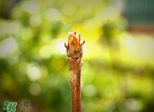香椿什么時候發(fā)芽？香椿什么時候采摘？