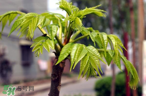 香椿什么時候發(fā)芽？香椿什么時候采摘？