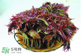 香椿什么時(shí)候上市？香椿幾月份上市？