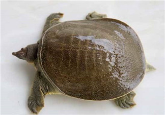 懷孕初期能吃甲魚嗎？懷孕初期可以吃甲魚嗎？