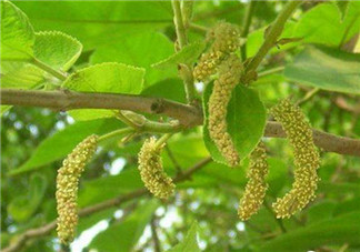 構(gòu)樹穗孕婦能吃嗎？孕婦能吃構(gòu)樹穗嗎？