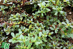 馬齒莧能治白發(fā)嗎？馬齒莧可以治白發(fā)嗎？