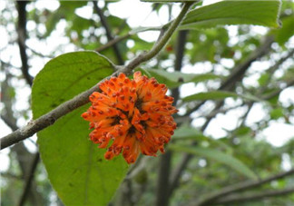 構(gòu)樹花孕婦能吃嗎？構(gòu)樹花孕婦可以吃嗎？