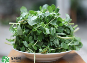 馬齒莧能治白發(fā)嗎？馬齒莧可以治白發(fā)嗎？