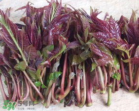 香椿什么味道？香椿吃起來(lái)什么味道？