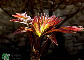 香椿能放冰箱嗎？香椿放冰箱能保存多久？
