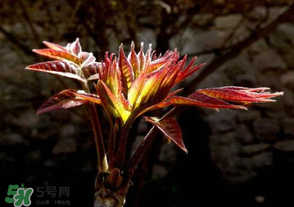 香椿苦能吃嗎？香椿苦怎么做好吃？