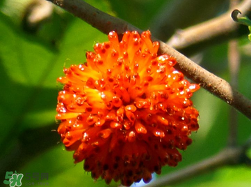 構(gòu)樹果實(shí)能吃嗎？構(gòu)樹果實(shí)孕婦能吃嗎？