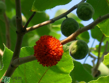 構(gòu)樹果實(shí)能吃嗎？構(gòu)樹果實(shí)孕婦能吃嗎？