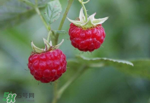 山莓孕婦能吃嗎？山莓孕婦可以吃嗎？