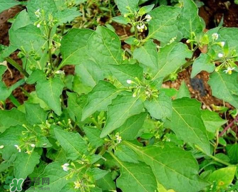 孕婦可以吃龍葵菜嗎？龍葵菜孕婦可以吃嗎？