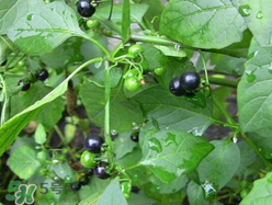 孕婦可以吃龍葵菜嗎？龍葵菜孕婦可以吃嗎？