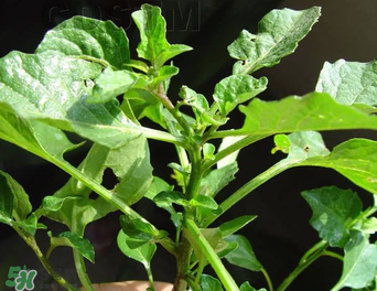 孕婦可以吃龍葵菜嗎？龍葵菜孕婦可以吃嗎？