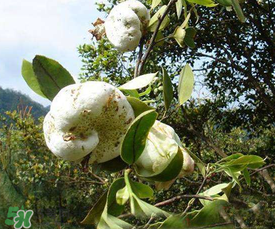 茶耳孕婦能吃嗎？孕婦能吃茶耳嗎？
