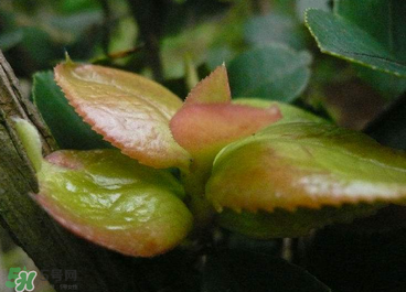 茶耳孕婦能吃嗎？孕婦能吃茶耳嗎？