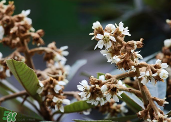 枇杷花孕婦能喝嗎？枇杷花孕婦可以喝嗎？