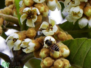 枇杷花孕婦能喝嗎？枇杷花孕婦可以喝嗎？